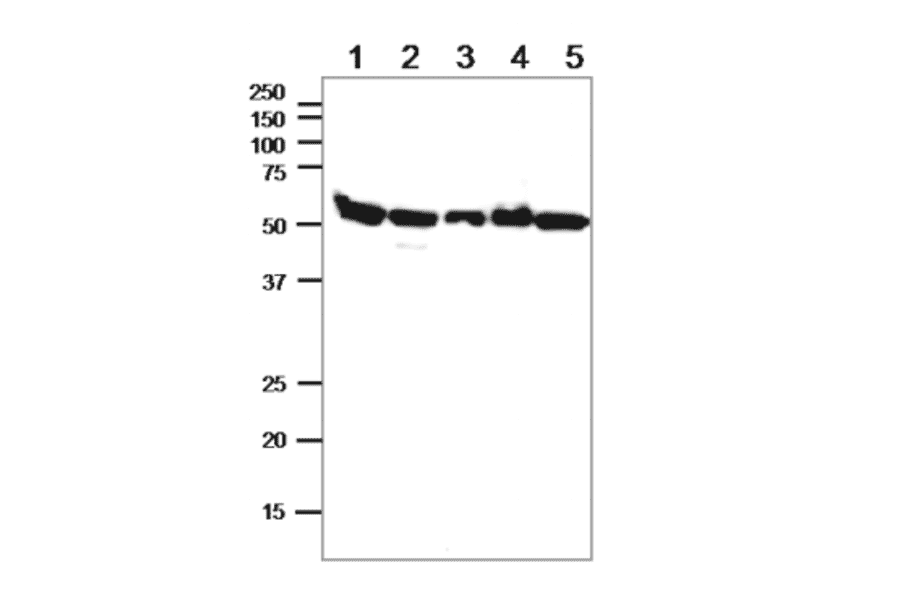 Western blot of alpha Tublin in crude cell extracts