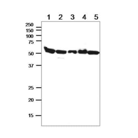 Western blot of alpha Tublin in crude cell extracts