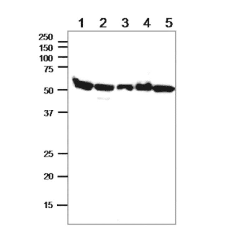 Western blot of alpha Tublin in crude cell extracts