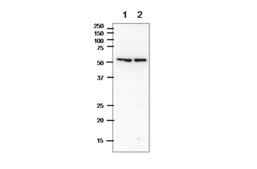 Western blot of alpha Tublin in crude cell extracts