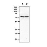 Western blot of alpha Tublin in crude cell extracts
