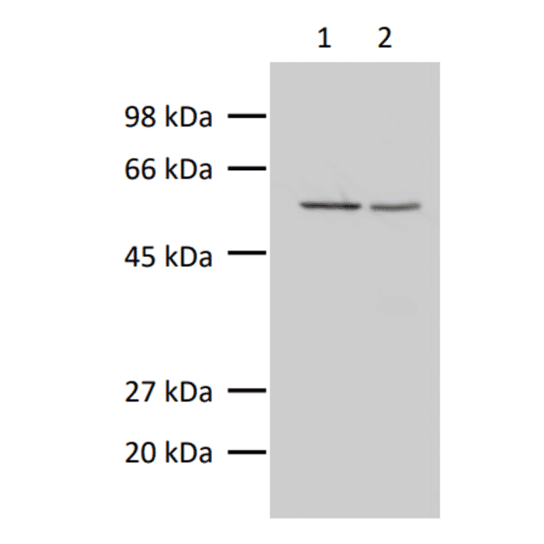 Western blot of alpha Tublin in crude extracts