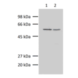 Western blot of alpha Tublin in crude extracts