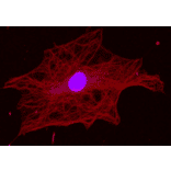 Immunofluorescence staining of alpha Tubulin