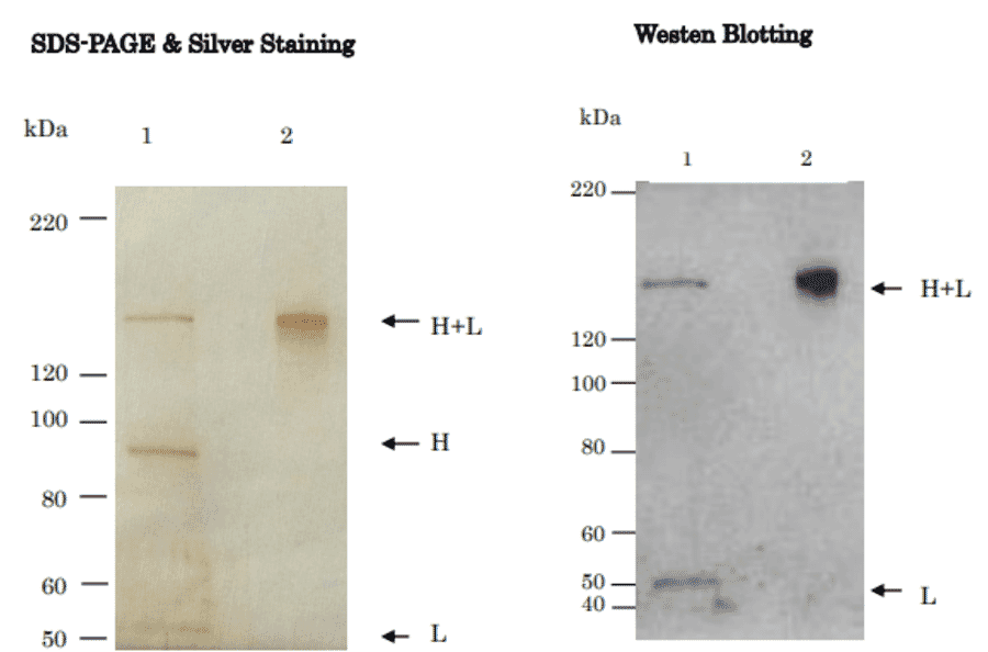 Figure. Western Blot analysis of Tetanus Toxin with anti-Tetanus Toxin antibody (TH11)