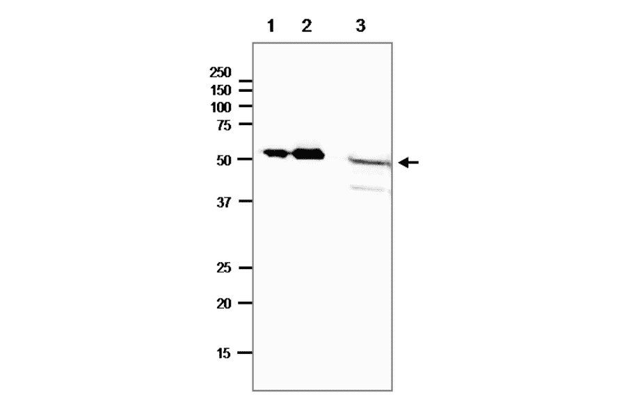 Western blot of E. coli photolyase. 1. Purified Photolyase (8.4ng). 2. Purified Photolyase (42ng). 3. E. coli crude lysate (40µg). SDS-PAGE 12.5% gel. Blotting: 15 v, overnight, blocking by 5% skim milk. Anti-DNA Photolyase Antibody was used at 1:1,000 dilution. Secondary antibody: Goat Anti-Rabbit IgG (H&L) was used at 1:10,000. Note that there are only 10-20 molecules of photolyase per E. coli cell.