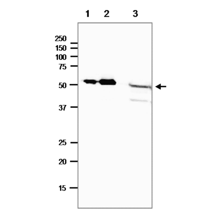 Western blot of E. coli photolyase. 1. Purified Photolyase (8.4ng). 2. Purified Photolyase (42ng). 3. E. coli crude lysate (40µg). SDS-PAGE 12.5% gel. Blotting: 15 v, overnight, blocking by 5% skim milk. Anti-DNA Photolyase Antibody was used at 1:1,000 dilution. Secondary antibody: Goat Anti-Rabbit IgG (H&L) was used at 1:10,000. Note that there are only 10-20 molecules of photolyase per E. coli cell.