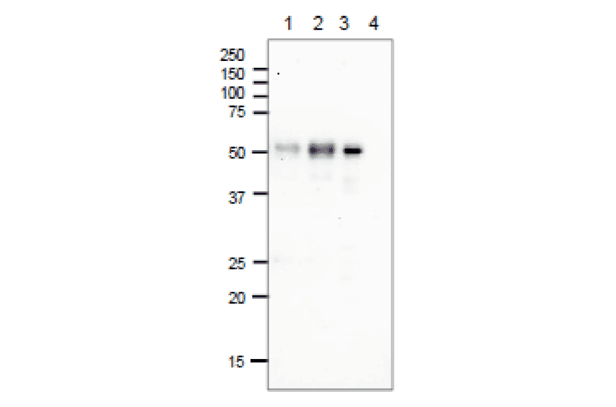 Immunoprecipitation of E. coli Photolyase. Immunoprecipitation was performed by using Dynabeads Magnetic system (Thermo Fisher). 1: E. coli AB1157 cell lysate (300µg), Anti-DNA Photolyase Antibody (2µg). 2: E. coli AB1157 cell lysate (300µg), Anti-DNA Photolyase Antibody (10µg). 3: Positve control: E. coli Photolyase purified (4.2µg), Anti-DNA Photolyase Antibody (10µg). 4: Negative control: No sample, Anti-DNA Photolyase Antibody (10µg). Western blot: Anti-DNA Photolyase Antibody was used at 1:1,000 dilution and the secondary antibody was Goat Anti-Rabbit IgG (HRP) used at 1:1,000 dilution.