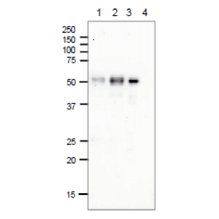 Immunoprecipitation of E. coli Photolyase. Immunoprecipitation was performed by using Dynabeads Magnetic system (Thermo Fisher). 1: E. coli AB1157 cell lysate (300µg), Anti-DNA Photolyase Antibody (2µg). 2: E. coli AB1157 cell lysate (300µg), Anti-DNA Photolyase Antibody (10µg). 3: Positve control: E. coli Photolyase purified (4.2µg), Anti-DNA Photolyase Antibody (10µg). 4: Negative control: No sample, Anti-DNA Photolyase Antibody (10µg). Western blot: Anti-DNA Photolyase Antibody was used at 1:1,000 dilution and the secondary antibody was Goat Anti-Rabbit IgG (HRP) used at 1:1,000 dilution.