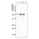 Immunoprecipitation of E. coli Photolyase. Immunoprecipitation was performed by using Dynabeads Magnetic system (Thermo Fisher). 1: E. coli AB1157 cell lysate (300µg), Anti-DNA Photolyase Antibody (2µg). 2: E. coli AB1157 cell lysate (300µg), Anti-DNA Photolyase Antibody (10µg). 3: Positve control: E. coli Photolyase purified (4.2µg), Anti-DNA Photolyase Antibody (10µg). 4: Negative control: No sample, Anti-DNA Photolyase Antibody (10µg). Western blot: Anti-DNA Photolyase Antibody was used at 1:1,000 dilution and the secondary antibody was Goat Anti-Rabbit IgG (HRP) used at 1:1,000 dilution.