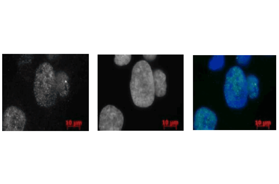Western blot of Rad52 in Rat cells. Lane 1: Human MCF-7 cell lysate (16µg). Lane 2: Rat PC-12 cell (40µg). Proteins in the lysates were separated on SDS-PAGE (12.5%) and electro-blotted to PVDF membrane overnight. The blot was blocked with 5% skim milk. Anti-Rad52 Antibody was used at 1:1,000 dilution and Goat Anti-Rabbit IgG Antibody (HRP) was used as a secondary at 1:10,000 dilution.