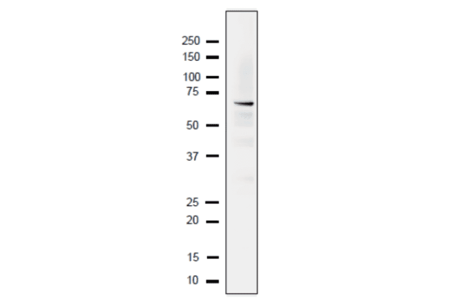Detection of endogenous Rfa1 protein in whole cell extract of S. cerevisiae. The extract of strain BY4741 (10µg) was separated on SDS-PAGE 10-20% gradient gel. The Anti-Rfa1 Antibody was used at 1:2,000 dilution. Goat Anti-Rabbit IgG Antibody (HRP) was used as the secondary antibody at 1:10,000 dilution.