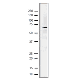 Detection of endogenous Rfa1 protein in whole cell extract of S. cerevisiae. The extract of strain BY4741 (10µg) was separated on SDS-PAGE 10-20% gradient gel. The Anti-Rfa1 Antibody was used at 1:2,000 dilution. Goat Anti-Rabbit IgG Antibody (HRP) was used as the secondary antibody at 1:10,000 dilution.