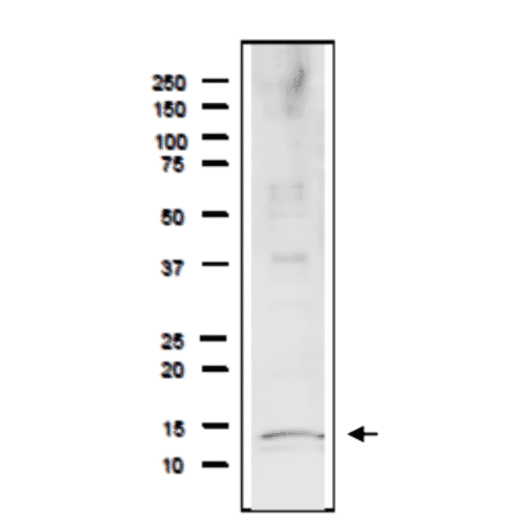 Detection of endogenous Rfa3 protein in whole cell extract of S. cerevisiae. The extract of strain BY4741 (20µg) was separated on SDS-PAGE 10-20% gradient gel. The Anti-Rfa1 Antibody was used at 1:2,000 dilution. Goat Anti-Rabbit IgG Antibody (HRP) was used as a secondary at 1:10,000 dilution. Molecular mass is 13.8 kDa.