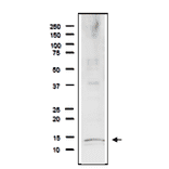 Detection of endogenous Rfa3 protein in whole cell extract of S. cerevisiae. The extract of strain BY4741 (20µg) was separated on SDS-PAGE 10-20% gradient gel. The Anti-Rfa1 Antibody was used at 1:2,000 dilution. Goat Anti-Rabbit IgG Antibody (HRP) was used as a secondary at 1:10,000 dilution. Molecular mass is 13.8 kDa.