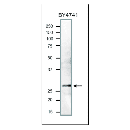 Western Blot of PCNA in crude extract of S. cerevisiae. The antibody was used at 1:1,000 dilution. Molecular mass of PCNA is 29 kDa. Crude extract of S. cerevisiae strain BY4741 (20µg) applied.