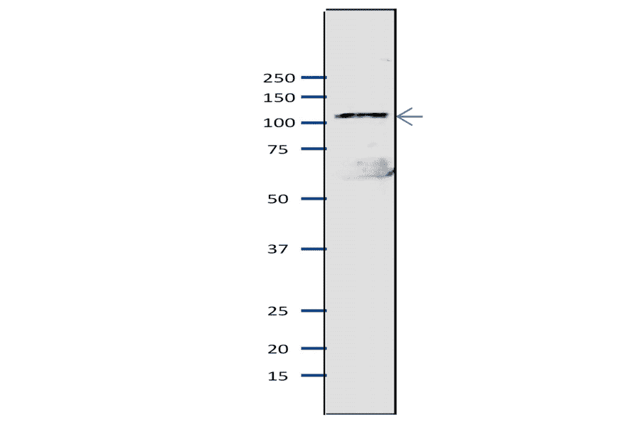 Western blot of Mcm2 protein in S. pombe crude extract. Anti-Mcm2 Antibody was used at 1:2,000 dilution. Goat Anti-Rabbit IgG Antibody (HRP) was used as a secondary at 1:10,000 dilution. S. pombe extract (8µg).