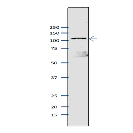 Western blot of Mcm2 protein in S. pombe crude extract. Anti-Mcm2 Antibody was used at 1:2,000 dilution. Goat Anti-Rabbit IgG Antibody (HRP) was used as a secondary at 1:10,000 dilution. S. pombe extract (8µg).