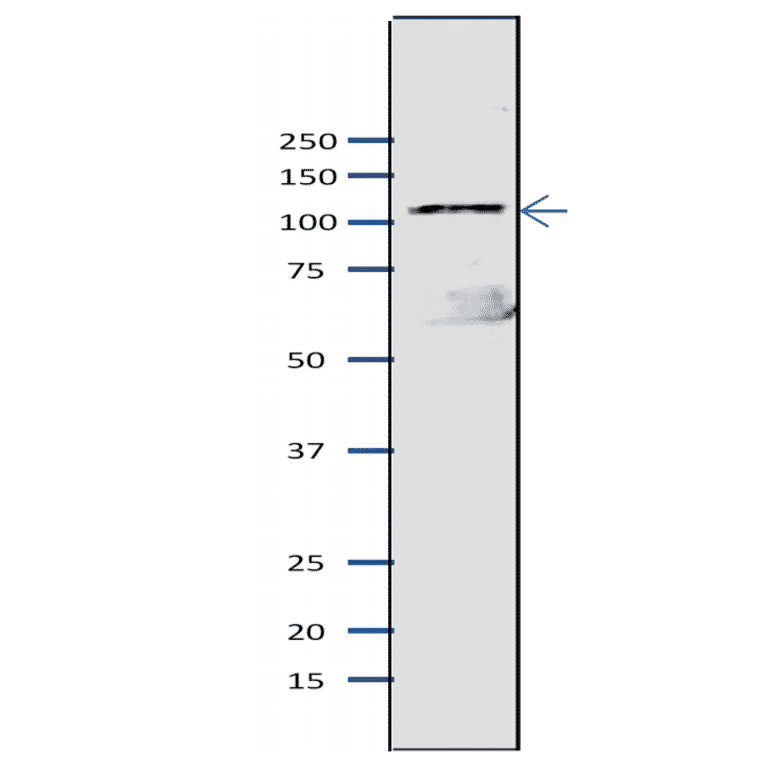 Western blot of Mcm2 protein in S. pombe crude extract. Anti-Mcm2 Antibody was used at 1:2,000 dilution. Goat Anti-Rabbit IgG Antibody (HRP) was used as a secondary at 1:10,000 dilution. S. pombe extract (8µg).