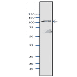 Western blot of Mcm2 protein in S. pombe crude extract. Anti-Mcm2 Antibody was used at 1:2,000 dilution. Goat Anti-Rabbit IgG Antibody (HRP) was used as a secondary at 1:10,000 dilution. S. pombe extract (8µg).