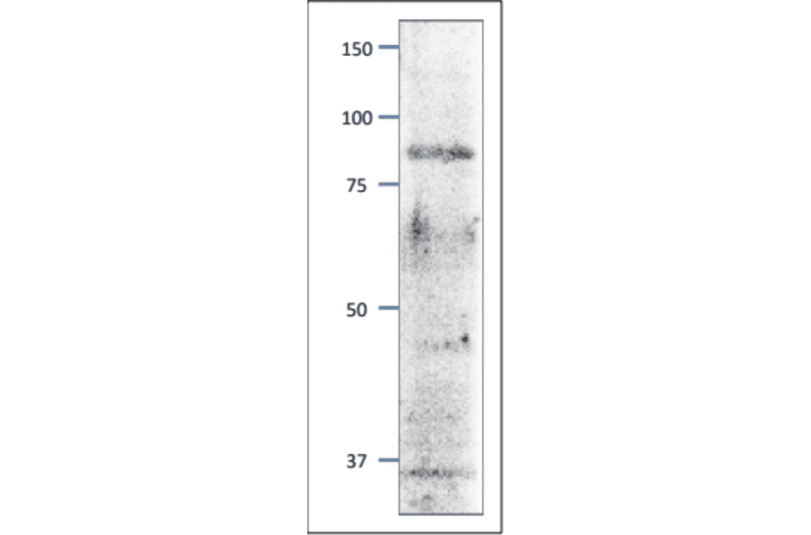 Western blot of Mcm3 protein in S. pombe crude extract. Anti-Mcm3 Antibody was used at 1:2,000 dilution. Goat Anti-Rabbit IgG Antibody (HRP) was used as a secondary at 1:10,000 dilution. S. pombe extract (8µg).