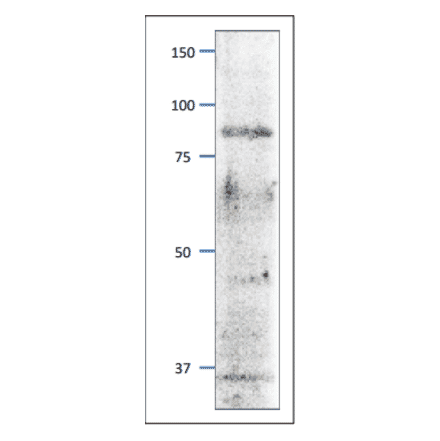 Western blot of Mcm3 protein in S. pombe crude extract. Anti-Mcm3 Antibody was used at 1:2,000 dilution. Goat Anti-Rabbit IgG Antibody (HRP) was used as a secondary at 1:10,000 dilution. S. pombe extract (8µg).