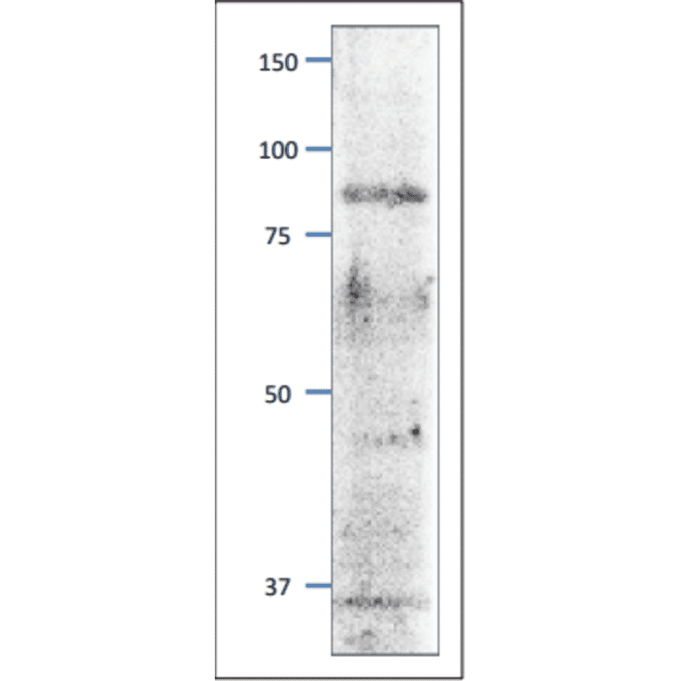 Western blot of Mcm3 protein in S. pombe crude extract. Anti-Mcm3 Antibody was used at 1:2,000 dilution. Goat Anti-Rabbit IgG Antibody (HRP) was used as a secondary at 1:10,000 dilution. S. pombe extract (8µg).