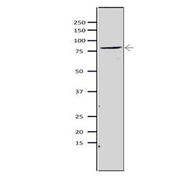 Western blot of Mcm5 protein in S. pombe crude extract. Anti-Mcm5 Antibody was used at 1:2,000 dilution. Goat Anti-Rabbit IgG Antibody (HRP) was used as a secondary at 1:10,000 dilution. S. pombe extract (8µg).