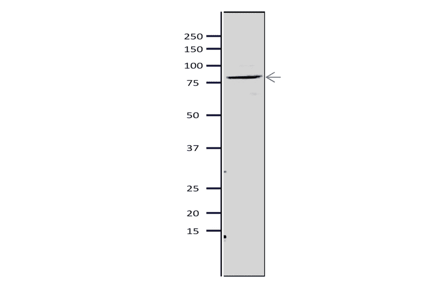 Western blot of Mcm5 protein in S. pombe crude extract. Anti-Mcm5 Antibody was used at 1:2,000 dilution. Goat Anti-Rabbit IgG Antibody (HRP) was used as a secondary at 1:10,000 dilution. S. pombe extract (8µg).