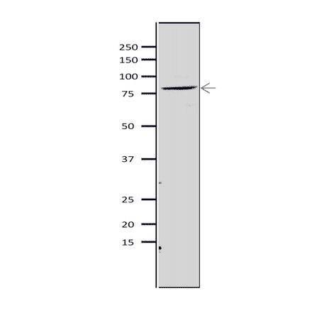 Western blot of Mcm5 protein in S. pombe crude extract. Anti-Mcm5 Antibody was used at 1:2,000 dilution. Goat Anti-Rabbit IgG Antibody (HRP) was used as a secondary at 1:10,000 dilution. S. pombe extract (8µg).