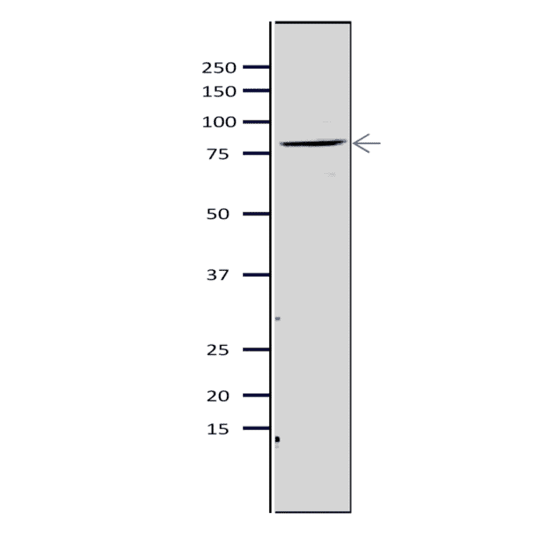 Western blot of Mcm5 protein in S. pombe crude extract. Anti-Mcm5 Antibody was used at 1:2,000 dilution. Goat Anti-Rabbit IgG Antibody (HRP) was used as a secondary at 1:10,000 dilution. S. pombe extract (8µg).