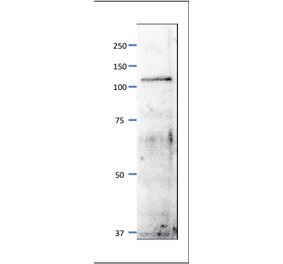 Western blot of Mcm6 / Mis5 protein. Anti-Mcm6 Antibody was used at 1:500 dilution. Goat Anti-Rabbit IgG Antibody (HRP) was used at 1:10,000 dilution. S. pombe extract (8µg). The antibody detects a protein band of 110 kDa, slightly larger than the one predicted from the protein sequence (95.5kDa).