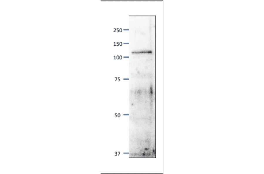 Western blot of Mcm6 / Mis5 protein. Anti-Mcm6 Antibody was used at 1:500 dilution. Goat Anti-Rabbit IgG Antibody (HRP) was used at 1:10,000 dilution. S. pombe extract (8µg). The antibody detects a protein band of 110 kDa, slightly larger than the one predicted from the protein sequence (95.5kDa).