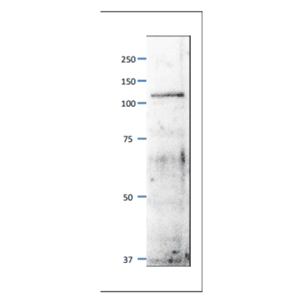 Western blot of Mcm6 / Mis5 protein. Anti-Mcm6 Antibody was used at 1:500 dilution. Goat Anti-Rabbit IgG Antibody (HRP) was used at 1:10,000 dilution. S. pombe extract (8µg). The antibody detects a protein band of 110 kDa, slightly larger than the one predicted from the protein sequence (95.5kDa).