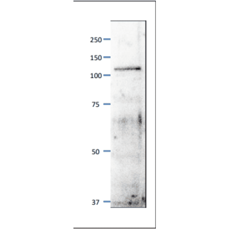 Western blot of Mcm6 / Mis5 protein. Anti-Mcm6 Antibody was used at 1:500 dilution. Goat Anti-Rabbit IgG Antibody (HRP) was used at 1:10,000 dilution. S. pombe extract (8µg). The antibody detects a protein band of 110 kDa, slightly larger than the one predicted from the protein sequence (95.5kDa).