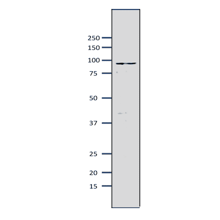 Western blot of Mcm7 protein in S. pombe crude extract. Anti-Mcm7 Antibody was used at 1:2,000 dilution. Goat Anti-Rabbit IgG Antibody (HRP) was used as a secondary at 1:10,000 dilution. S. pombe extract (8µg).