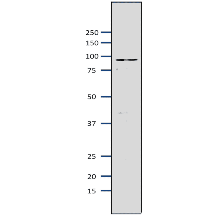 Western blot of Mcm7 protein in S. pombe crude extract. Anti-Mcm7 Antibody was used at 1:2,000 dilution. Goat Anti-Rabbit IgG Antibody (HRP) was used as a secondary at 1:10,000 dilution. S. pombe extract (8µg).