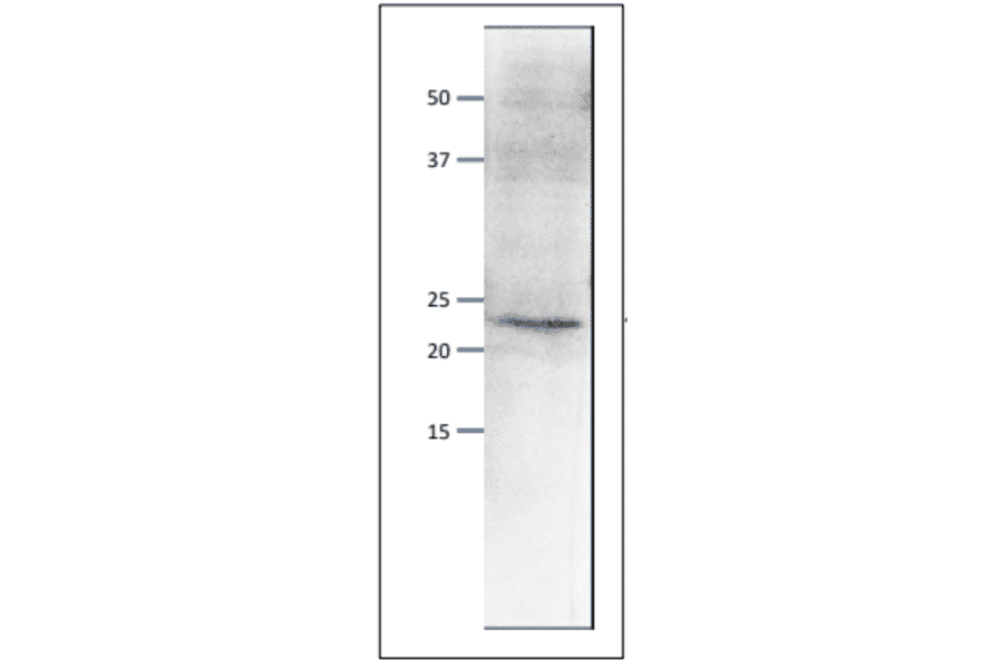 Western blot of endogenous Psf1 protein. Anti-Psf1 Antibody was used at 1:500 dilution. Goat Anti-Rabbit IgG Antibody (HRP) was used as a secondary at 1:10,000 dilution. S. pombe extract (8µg). The antibody detects the 23 kDa band, corresponding to the predicted molecular mass of Psf1 protein.