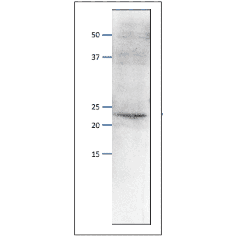 Western blot of endogenous Psf1 protein. Anti-Psf1 Antibody was used at 1:500 dilution. Goat Anti-Rabbit IgG Antibody (HRP) was used as a secondary at 1:10,000 dilution. S. pombe extract (8µg). The antibody detects the 23 kDa band, corresponding to the predicted molecular mass of Psf1 protein.