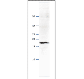 Western blot of Psf3 protein. Anti-Psf1 Antibody was used at 1:500 dilution. Goat Anti-Rabbit IgG Antibody (HRP) was used as a secondary at 1:10,000 dilution. S. pombe extract (8µg). Signal enhancer, Can Get Signal (TOYOBO), was used in primary and secondary antibody reactions. The antibody detects a protein band with molecular mass of 18 kDa, corresponding to the mass predicted from the amino acid sequence.