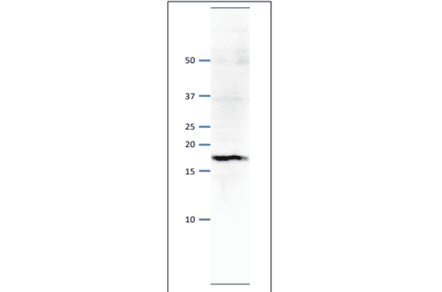 Western blot of Psf3 protein. Anti-Psf1 Antibody was used at 1:500 dilution. Goat Anti-Rabbit IgG Antibody (HRP) was used as a secondary at 1:10,000 dilution. S. pombe extract (8µg). Signal enhancer, Can Get Signal (TOYOBO), was used in primary and secondary antibody reactions. The antibody detects a protein band with molecular mass of 18 kDa, corresponding to the mass predicted from the amino acid sequence.