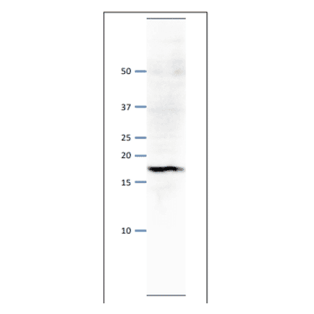 Western blot of Psf3 protein. Anti-Psf1 Antibody was used at 1:500 dilution. Goat Anti-Rabbit IgG Antibody (HRP) was used as a secondary at 1:10,000 dilution. S. pombe extract (8µg). Signal enhancer, Can Get Signal (TOYOBO), was used in primary and secondary antibody reactions. The antibody detects a protein band with molecular mass of 18 kDa, corresponding to the mass predicted from the amino acid sequence.