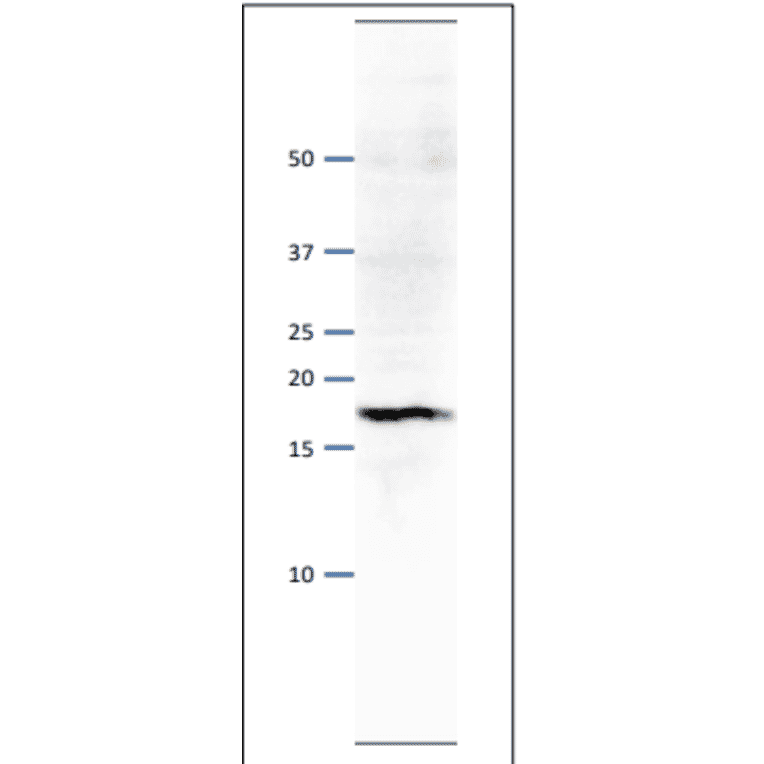 Western blot of Psf3 protein. Anti-Psf1 Antibody was used at 1:500 dilution. Goat Anti-Rabbit IgG Antibody (HRP) was used as a secondary at 1:10,000 dilution. S. pombe extract (8µg). Signal enhancer, Can Get Signal (TOYOBO), was used in primary and secondary antibody reactions. The antibody detects a protein band with molecular mass of 18 kDa, corresponding to the mass predicted from the amino acid sequence.