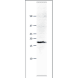 Western blot of Psf3 protein. Anti-Psf1 Antibody was used at 1:500 dilution. Goat Anti-Rabbit IgG Antibody (HRP) was used as a secondary at 1:10,000 dilution. S. pombe extract (8µg). Signal enhancer, Can Get Signal (TOYOBO), was used in primary and secondary antibody reactions. The antibody detects a protein band with molecular mass of 18 kDa, corresponding to the mass predicted from the amino acid sequence.