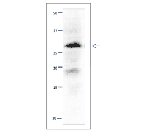 Western blot of Sld3 protein. Anti-Sld5 Antibody was used at 1:500 dilution. Goat Anti-Rabbit IgG Antibody (HRP) was used as a secondary at 1:10,000 dilution. S. pombe extract (8µg). Signal enhancer, Can Get Signal (TOYOBO), was used in primary and secondary antibody reactions. The antibody detects a 28 kDa band, slightly larger than the one predicted from the protein sequence.