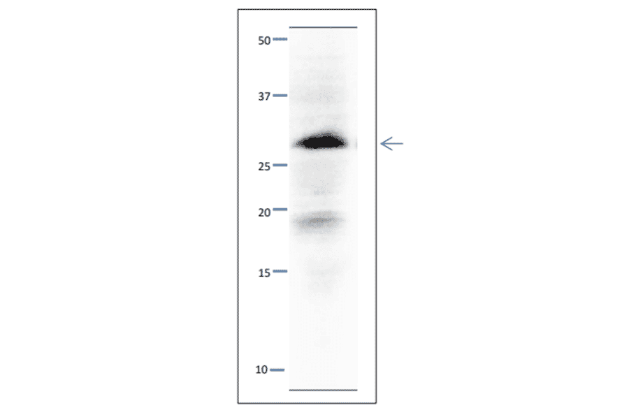 Western blot of Sld3 protein. Anti-Sld5 Antibody was used at 1:500 dilution. Goat Anti-Rabbit IgG Antibody (HRP) was used as a secondary at 1:10,000 dilution. S. pombe extract (8µg). Signal enhancer, Can Get Signal (TOYOBO), was used in primary and secondary antibody reactions. The antibody detects a 28 kDa band, slightly larger than the one predicted from the protein sequence.