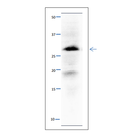 Western blot of Sld3 protein. Anti-Sld5 Antibody was used at 1:500 dilution. Goat Anti-Rabbit IgG Antibody (HRP) was used as a secondary at 1:10,000 dilution. S. pombe extract (8µg). Signal enhancer, Can Get Signal (TOYOBO), was used in primary and secondary antibody reactions. The antibody detects a 28 kDa band, slightly larger than the one predicted from the protein sequence.