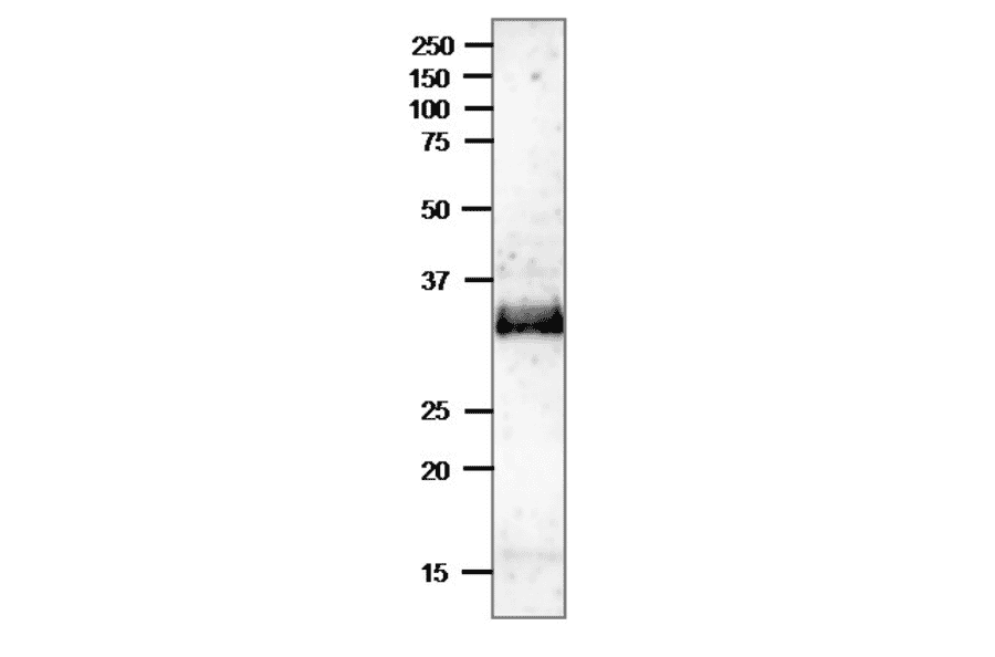 Western blot of Ssb2 protein. Crude extract of S.pombe strain MP111 (8µg) was separated on 12.5% SDS-PAGE and blotted to PVDF membrane. Membrane was blocked with 5% skim milk. Anti-Ssb2 Antibody was used at 1:1,000 dilution and Goat Anti-Rabbit IgG (HRP) was used at 1:10,000 dilution. The antibody detects a 30kDa band, corresponding to the size predicted from the protein sequence.