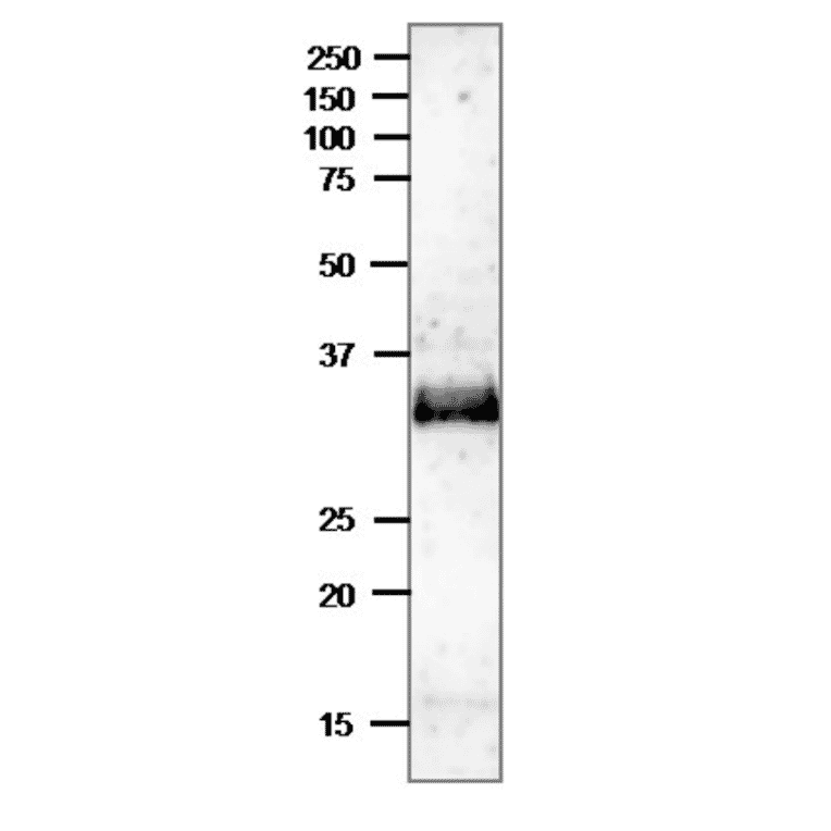 Western blot of Ssb2 protein. Crude extract of S.pombe strain MP111 (8µg) was separated on 12.5% SDS-PAGE and blotted to PVDF membrane. Membrane was blocked with 5% skim milk. Anti-Ssb2 Antibody was used at 1:1,000 dilution and Goat Anti-Rabbit IgG (HRP) was used at 1:10,000 dilution. The antibody detects a 30kDa band, corresponding to the size predicted from the protein sequence.