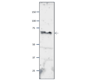 Western blot of Orc2 protein in S. pombe crude extract. Anti-Orc2 Antibody was used at 1:2,000 dilution. Goat Anti-Rabbit IgG Antibody (HRP) was used as a secondary at 1:10,000 dilution. S. pombe extract (8µg).